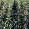 浙江產(chǎn)地直銷綠化苗 法國冬青 日本珊瑚樹苗綠籬