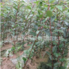 垂絲海棠苗 垂絲海棠樹苗 垂絲海棠小苗 1年苗低價處理