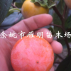 浙江余姚吊紅柿子樹苗 羅田甜柿方柿日本脆柿果樹苗