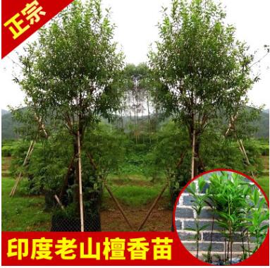 永發名貴樹苗正宗印度老山檀香樹苗庭院綠植室內植物盆景苗木批發
