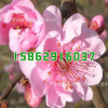 綠化苗木批發 梅花樹苗 美人梅小苗 品種規格齊全 庭院綠植花卉