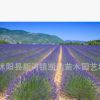 普羅旺斯熏衣草種子小姑娘薰衣草籽四季播陽(yáng)臺(tái)盆栽香草種子批發(fā)