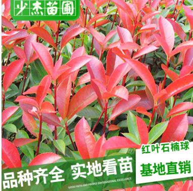 供應綠化苗木 紅葉石楠苗 石楠小苗 紅葉石楠小苗 規格齊全量大價