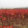 美國紅楓樹苗 北美紅楓 日本紅楓三季紅樹苗 綠化苗木 工程苗