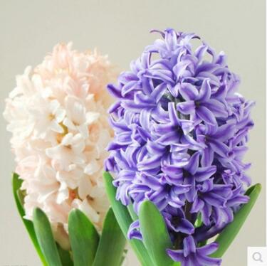 水培植物水培風(fēng)信子室內(nèi)桌面綠植風(fēng)信子小盆栽