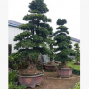 福建榕樹盆景基地 漳州小葉榕價格 四川榕樹 廣東小葉榕
