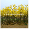 長期供應黃花風鈴地苗7-15公分