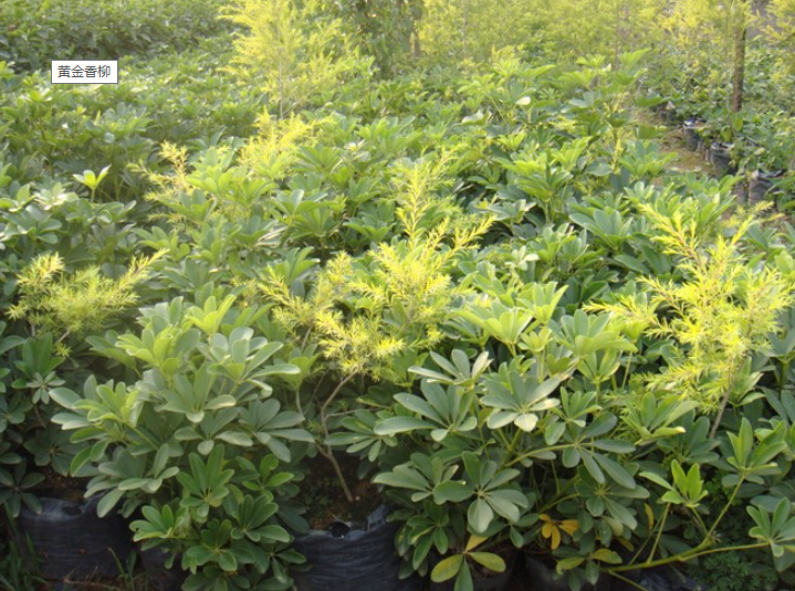 黃金香柳