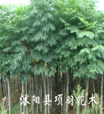 綠化苗木 行道花卉植物 欒樹樹苗 大小規格齊全