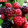 特價(jià) 保健水果美國品種紅樹莓盆栽樹莓果樹苗 覆盆子苗 當(dāng)年結(jié)果