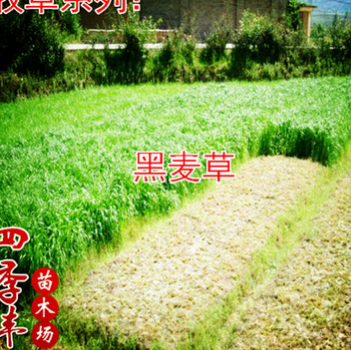 2016紫花苜蓿草 南方牧草 北方耐寒牛羊兔喂養專用