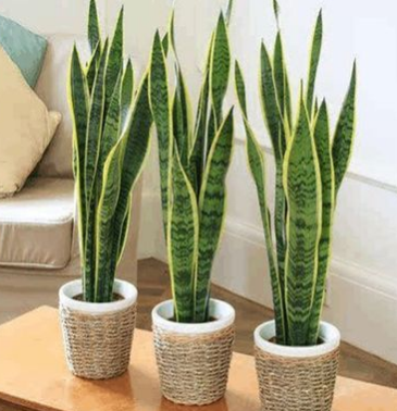 金邊虎皮蘭盆栽 室內客廳綠植大 虎尾蘭 花卉凈化空氣吸甲醛植物