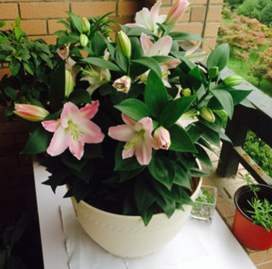 室內桌面綠植盆栽種球花卉 香水百合花種球盆栽苗 一代球開花超大