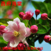 別墅庭院綠化花卉西府海棠樹苗垂絲海棠北美海棠苗綠化木海棠苗