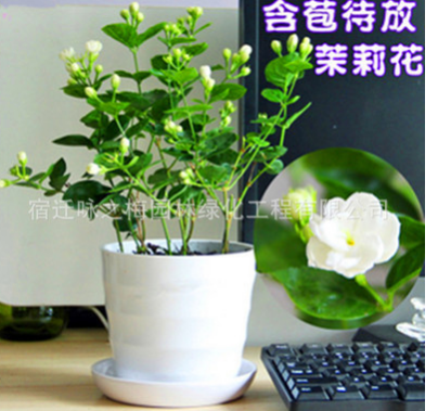 批發茉莉花苗室內觀花植物茉莉花芳香植物四季開花綠植盆栽花卉