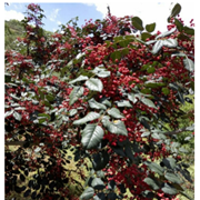 山東大紅袍花椒苗