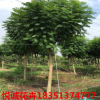 藍花楹苗木批發(fā) 12公分藍花楹出售 綠化園林苗木