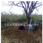 20公分30公分40公分大規格柿子樹