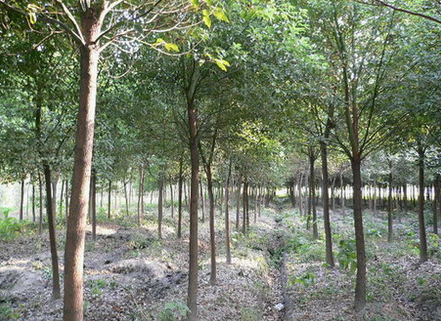 香樟、櫸樹、黃山欒樹(浙江海寧苗)