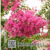 水清木華供應紅花紫薇樹苗 紫薇花 價格僅供參考