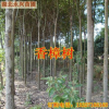 湖北移栽香樟樹 綠化工程小葉香樟樹 十公分香樟
