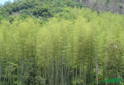 江蘇青竹2*新報價/青竹2圖片