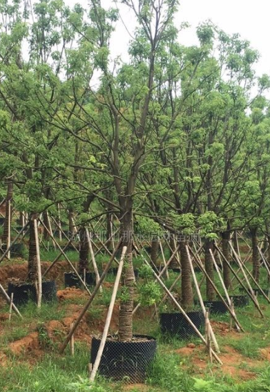 香樟容器苗*新價格/香樟容器苗報價