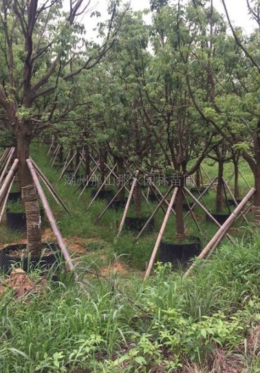 香樟苗圖片\香樟苗報價