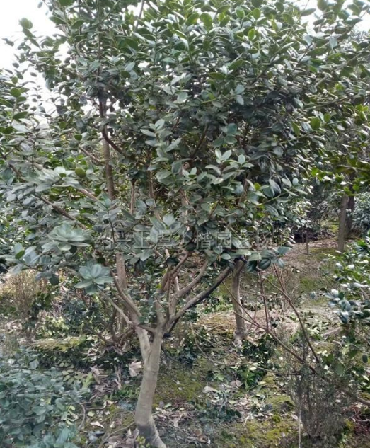 浙江無刺枸骨樹形信息