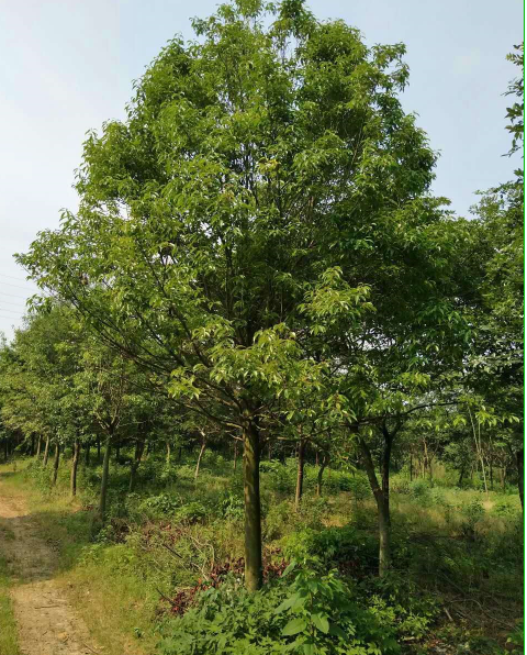 紅果冬青10-15公分