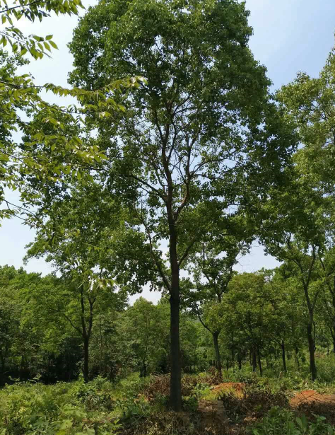 木子樹10-17公分