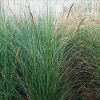供應(yīng)湘富園林 細(xì)葉芒 特選優(yōu)品