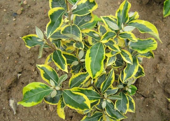 杭州金邊胡頹子毛球預購