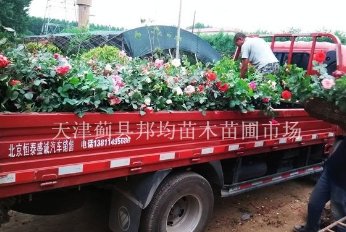 天津市薊縣月季花