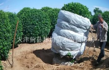 薊縣衛(wèi)矛球