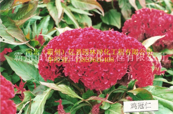 行道樹及彩葉樹