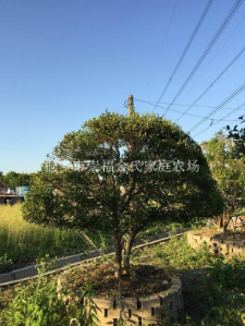 浙江嘉興瓜子黃楊