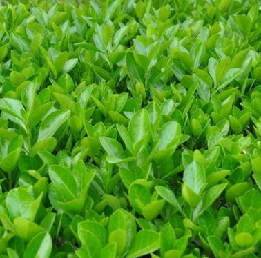 現貨供應冬青苗 規格齊全綠化工程苗