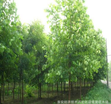 供應各種綠化工程苗 速生法桐苗基地直銷易成活 規格齊全量大從優
