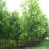 供應(yīng)各種綠化工程苗 速生法桐苗基地直銷易成活 規(guī)格齊全量大從優(yōu)