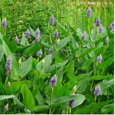 基地直銷花卉梭魚草 蘭花雨久花苗 水體綠化海壽花苗 水體凈化苗