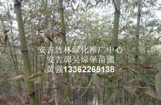 紅竹 紅殼竹 紅竹綠化苗 紅竹種苗