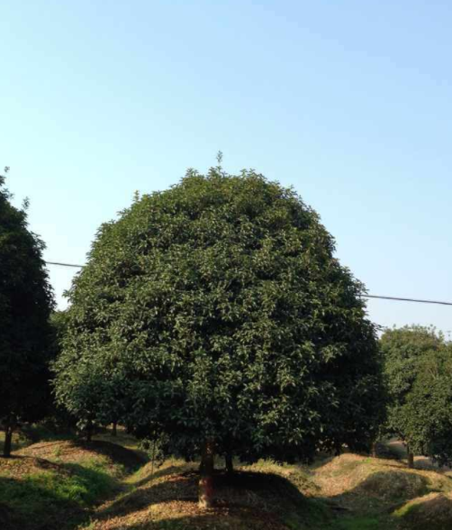 桂花、樂(lè)昌含笑、紅楓、廣玉蘭、紅白黃玉蘭、無(wú)患子