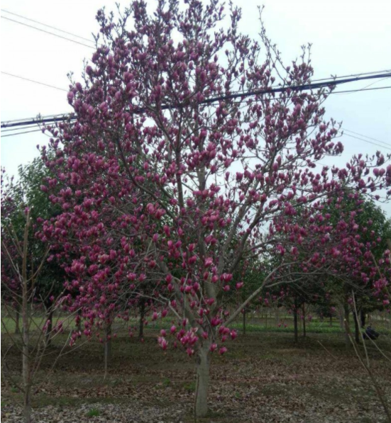 供應(yīng)嵊州大規(guī)格紅白玉蘭