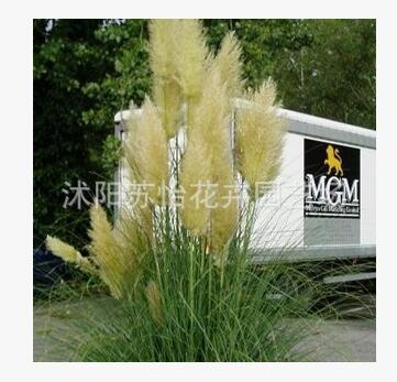 批發(fā)蒲葦苗 矮蒲葦 矮蒲葦基地大量直銷