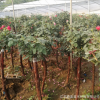 基地直銷樹形月季品種月季高檔樹樁當(dāng)年開花庭院盆栽月季花苗