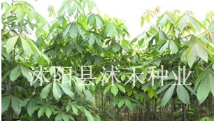 江蘇宿遷七葉樹