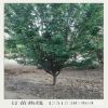 基地主營西府海棠樹 垂絲海棠樹 各種工程綠化用樹木