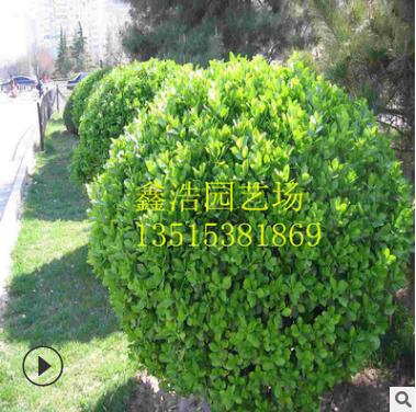 綠化大葉黃楊球 球莖1米土球上車 精品大葉黃楊 瓜子黃楊球