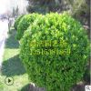 綠化大葉黃楊球 球莖1米土球上車 精品大葉黃楊 瓜子黃楊球